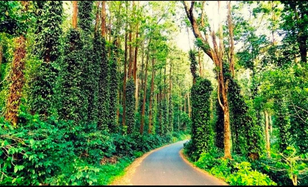 Sp Resort Inn Yercaud Dış mekan fotoğraf